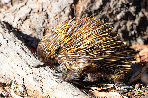 20190316-Australia-0896