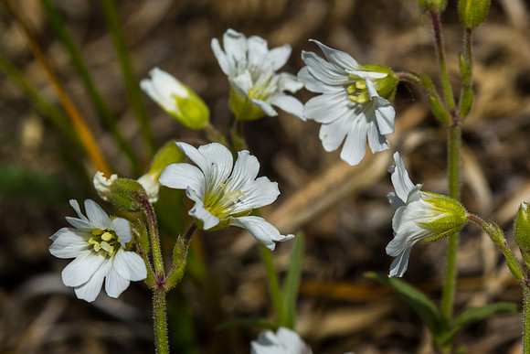 Alpine Chickweed - Cerastium beeringianum