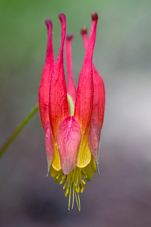 Western Columbine - Aquilegia formosa