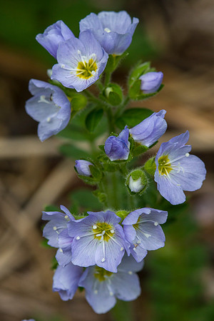 Showy Jacob's Ladder - Polemonium pulcherrimum