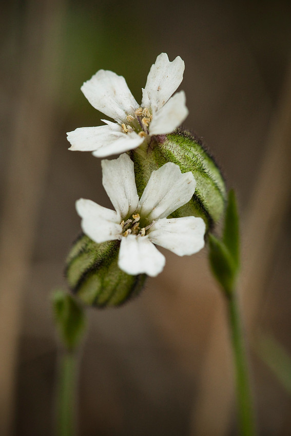 Arctic Catchfly - Silene involucrata