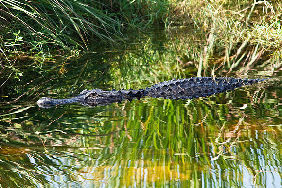 everglades