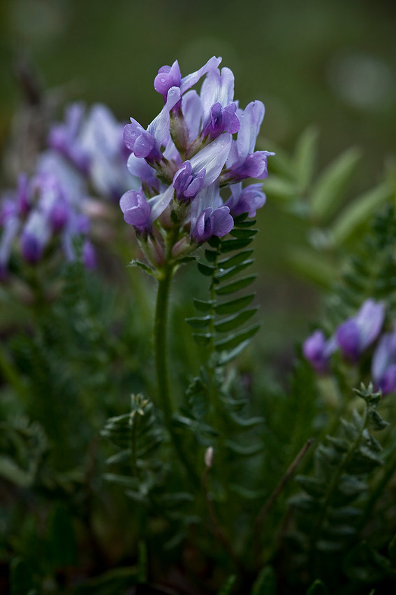 Sticky Oxytrope - Oxytropis viscida