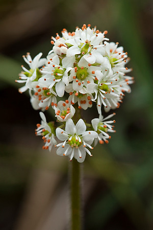 Brook Saxifrage - Saxifraga nelsoniana