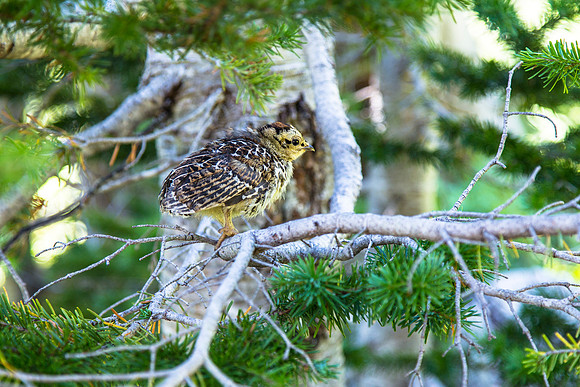 Spruce Grouse Chick