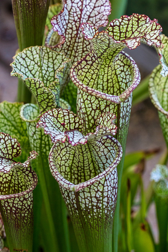 White Pitcher Plant - Sarracenia leucophylla