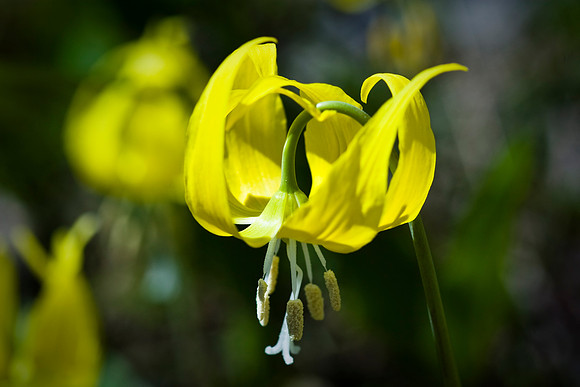 Glacier Lily