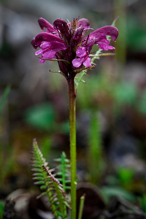 Fern leaf Lousewort - Pedicularis interior