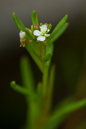 Western Stickseed - Lappula occidentalis