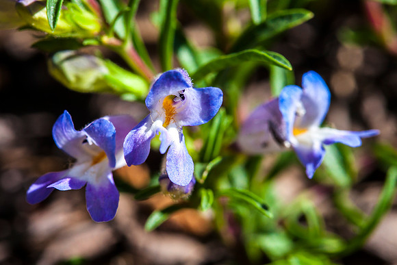 Mat Penstamon - Penstemon caespitosus