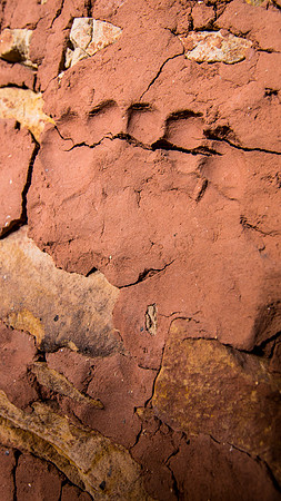 bears ears
