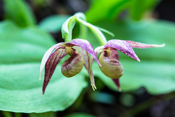 Brownie Lady's Slipper - Cypripedium fasciculatum