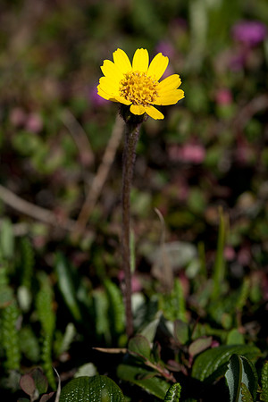 Arctic Butterweed - Senecio atropurpureus