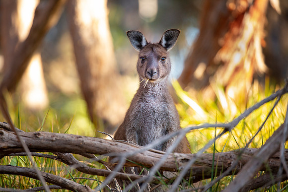 20190316-Australia-1011