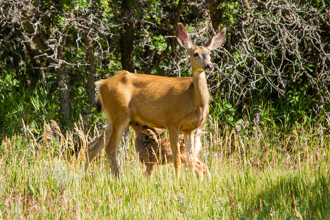 Nursing Fawn and Doe