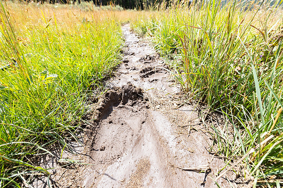Fan Creek Trail: grizzly tracks in the mud (2)