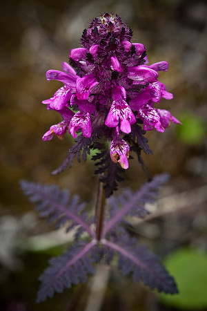 Whorled-leaf Lousewort