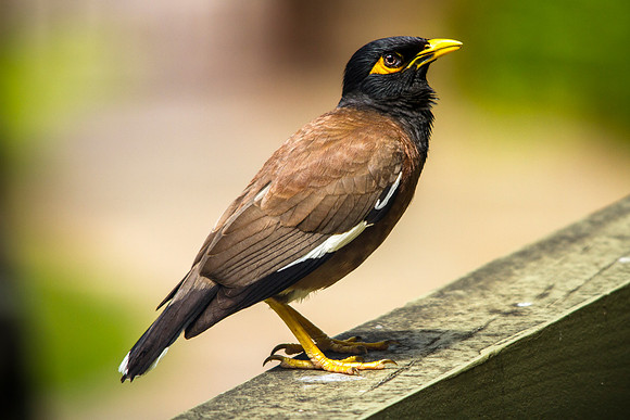 Common Myna