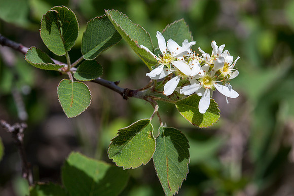 Serviceberry - Amelanchier alnifolia