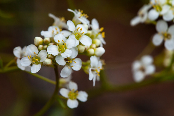 Pepperweed (Lepidium montanum var. jonesii)