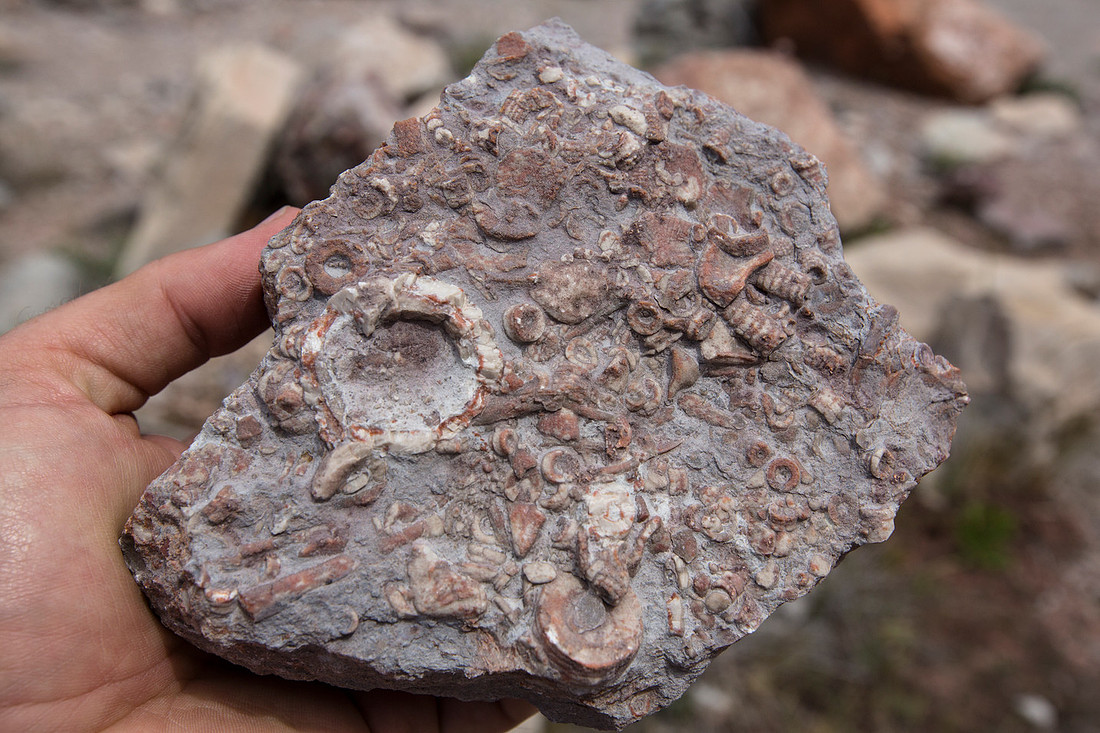Fossilised Crinoids