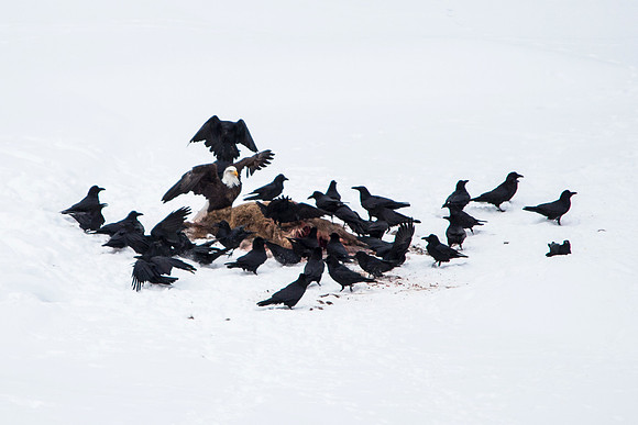 King of the Birds