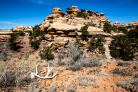Antlers in Butler Wash