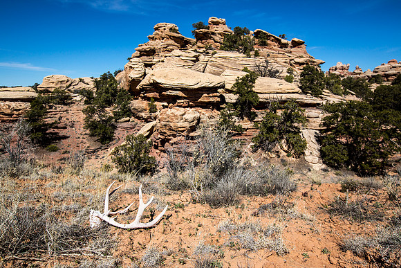 Antlers in Butler Wash