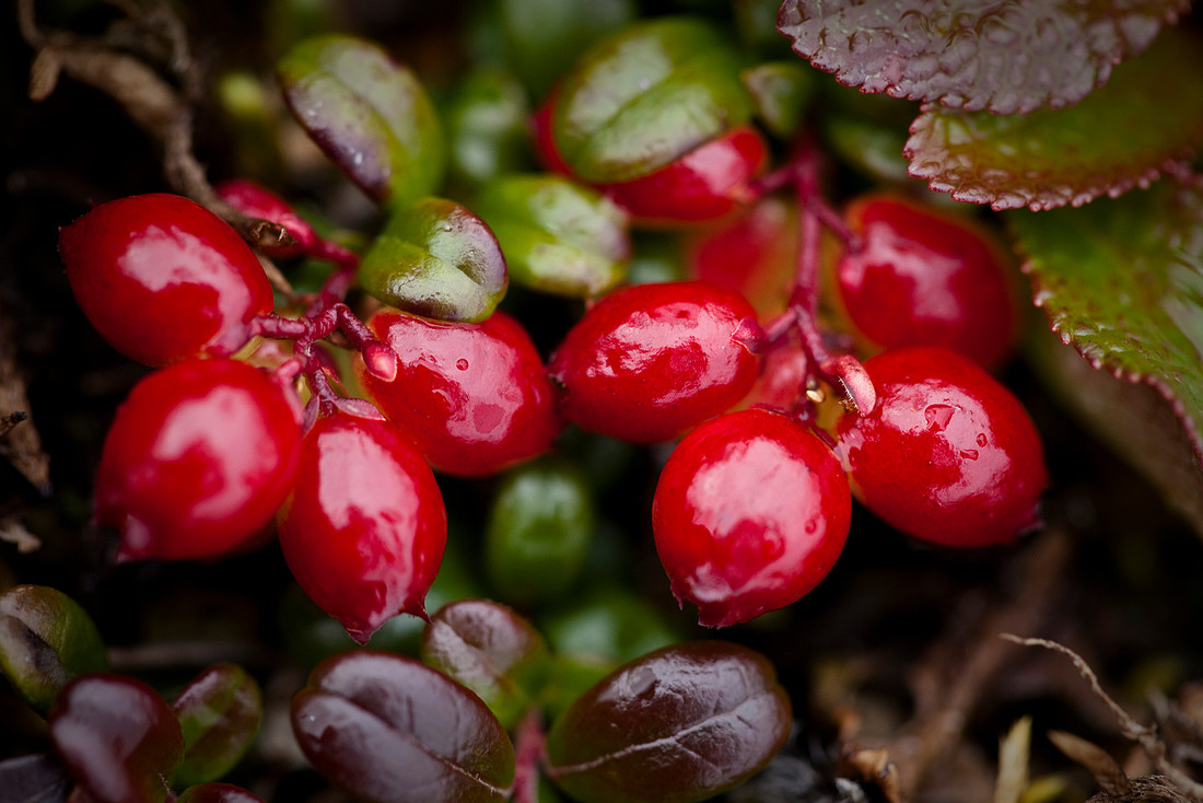 Low Bush Cranberries