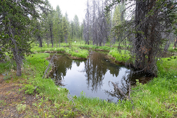 Flooded riparian area near beaver dam