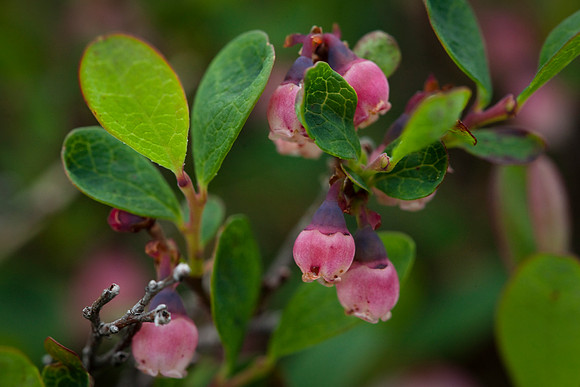 Bog Blueberry - Vaccinium uliginosum
