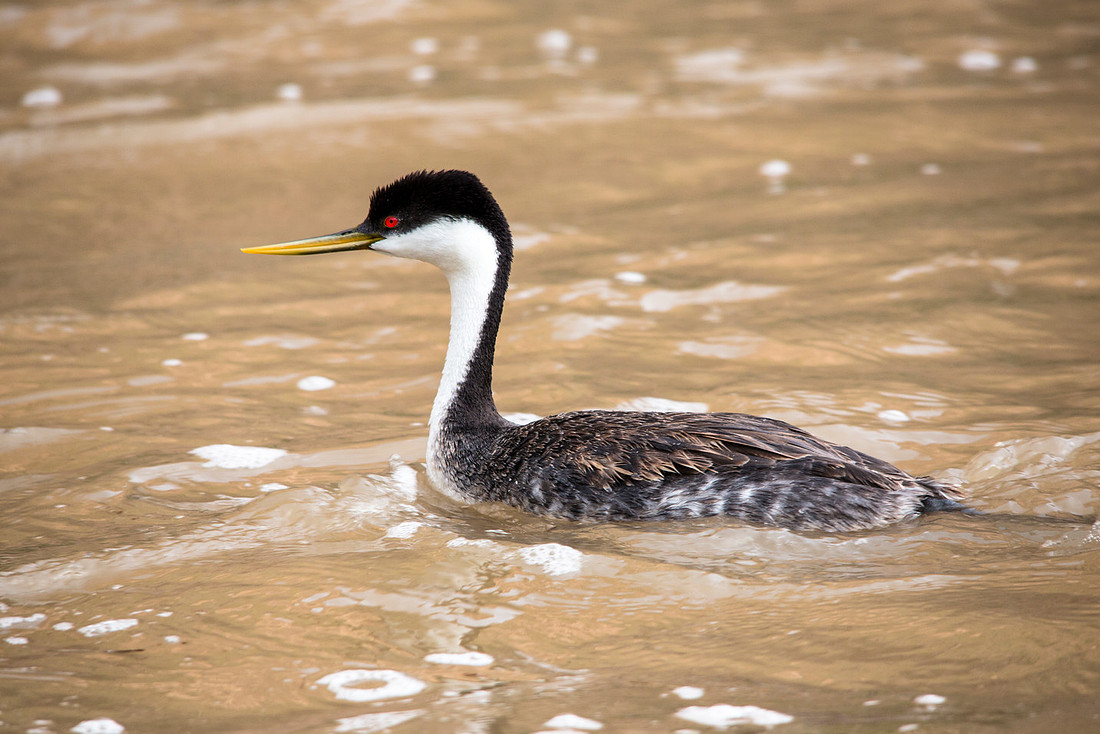 Western Grebe - Aechmophorus occidentalis
