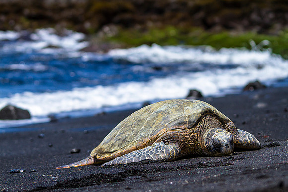 Hōnu on Punalu'u Beach