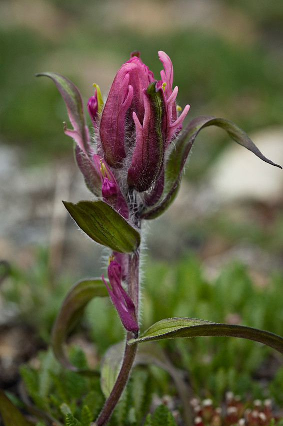 Elegant Paintbrush - Castilleja elegans