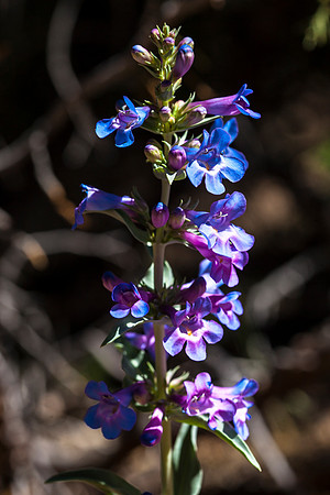 Narrowleaf Penstamon - Penstemon angustifolius