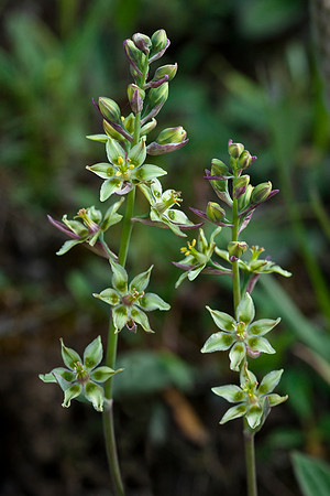 Death Camas - Zygadenus elegans