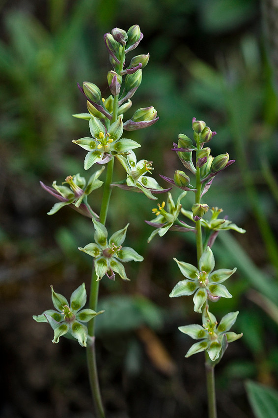 Death Camas - Zygadenus elegans