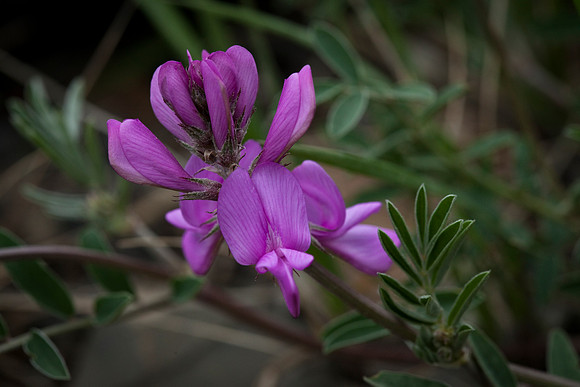 Wild Sweet Pea - Hedysarum mackenzii