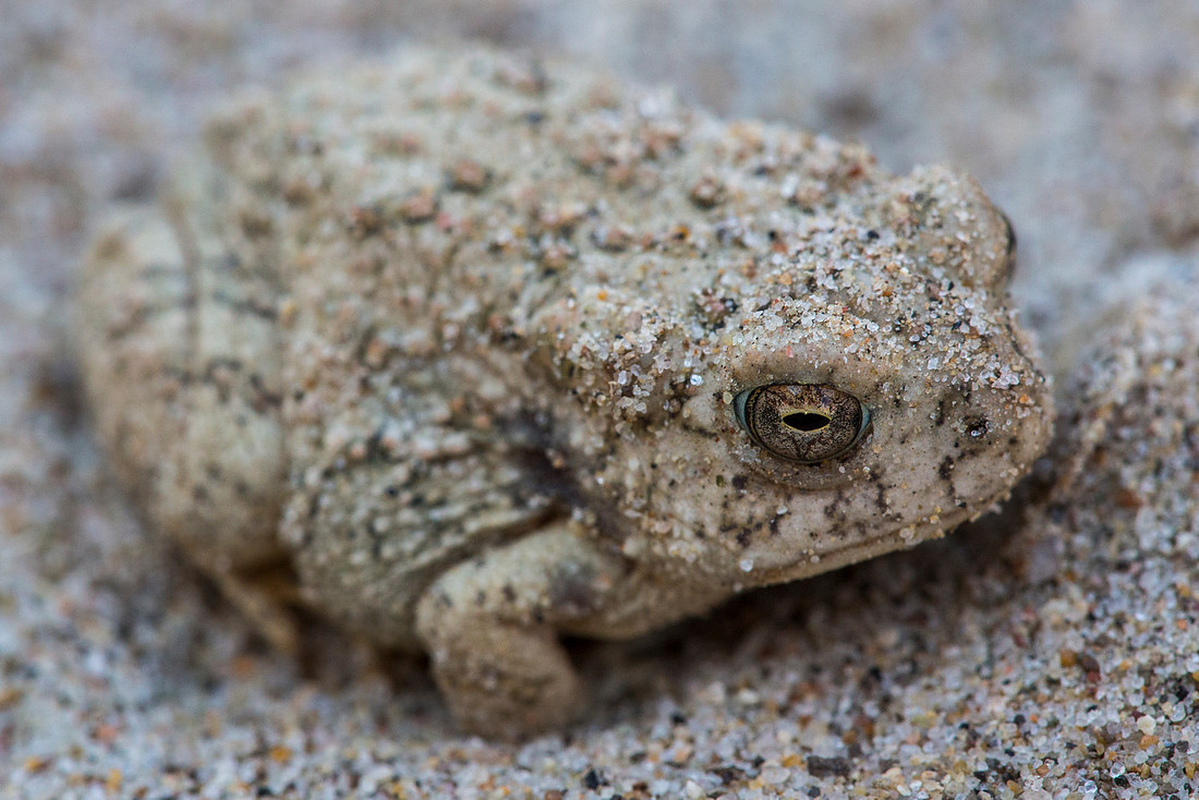 Camouflaged Toad