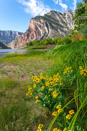 Split Mountain Flowers