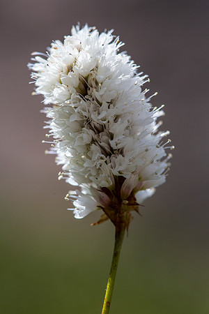 American Bistort - Polygonum bistortoides