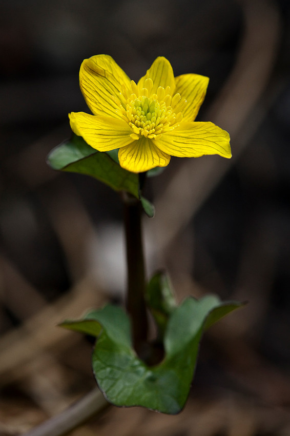 Marsh Marigold - Caltha palustris ssp. arctica