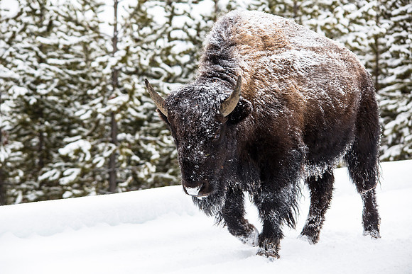Frosty Bison