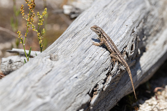 Sagebrush lizard (Sceloporus graciosus) sunning on a log in Shos