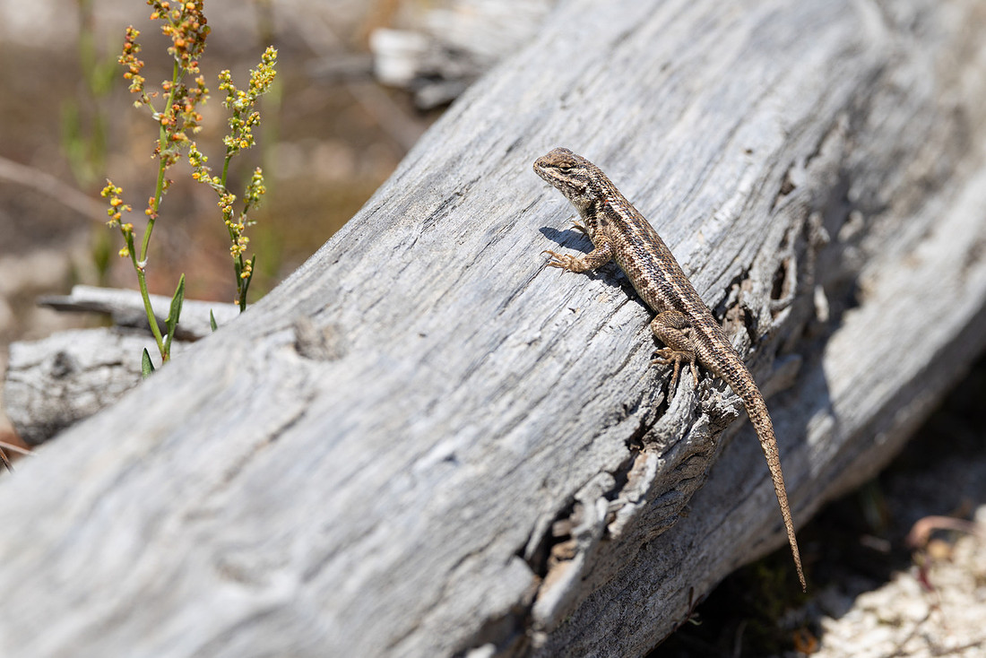 Sagebrush lizard (Sceloporus graciosus) sunning on a log in Shos