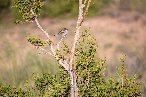 Chipping Sparrow - Spizella passerina