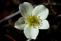 Wind Flower - Anemone parviflora