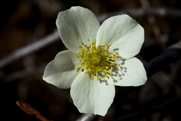 Wind Flower - Anemone parviflora