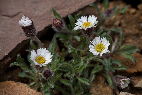 One-flowered Fleabane - Erigeron eriocephalus