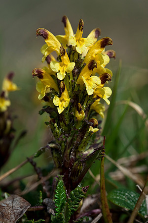 Oeder's Lousewort - Pedicularis oederi